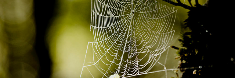 Cover image for post I Could See the World, by chloe841