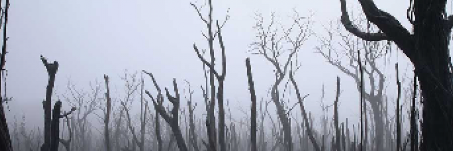 Cover image for post Dead End Crazy, by TeaRise