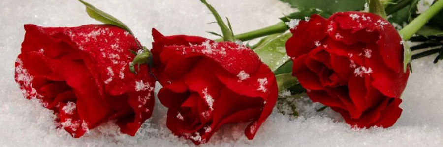 Cover image for post Roses of Regret, by GLD