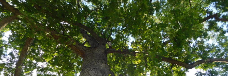 Cover image for post Consequences, by LexiCon