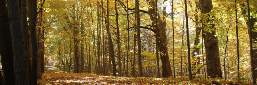 Cover image for post True Reality, by poetgreen