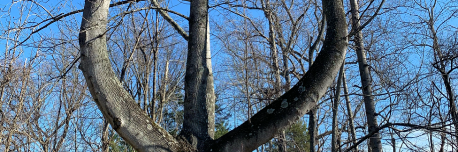 Cover image for post The Plaza, by TreeTop7