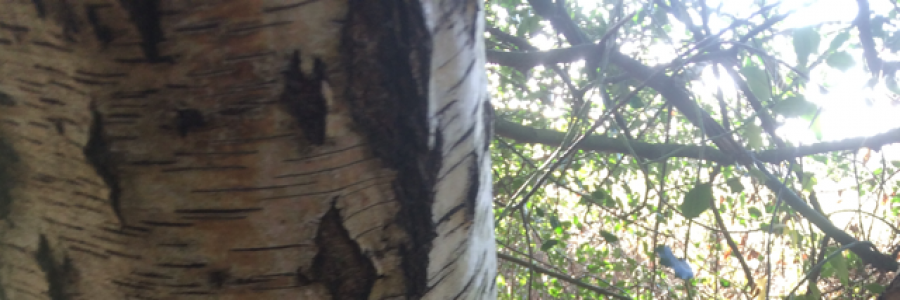 Cover image for post The local park, by SusanSue