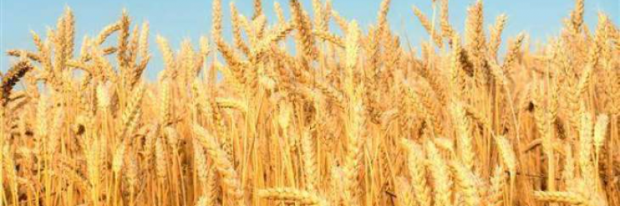 Cover image for post Acrostic Gold, by Danceinsilence