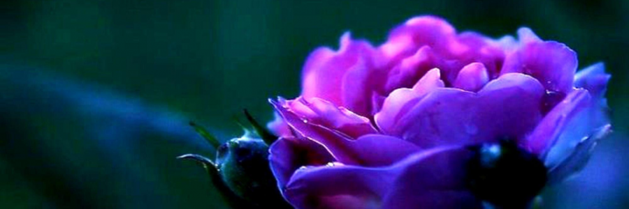 Cover image for post Thoughtless Bouquet, by Luna_Pyron