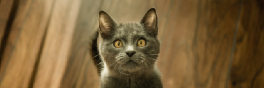 Cover image for post Love, Your Cat, by jmcbee