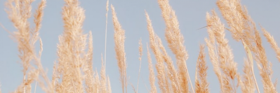 Cover image for post Beyond the Borders, by DidYouEatYet