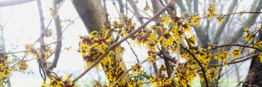 Cover image for post February, by SusanSue