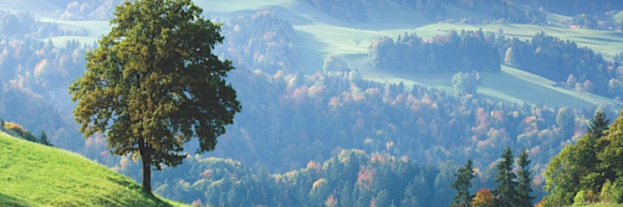 Cover image for post There Stands a Tree, by Danceinsilence