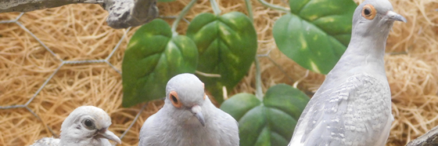 Cover image for post Testing, Testing, One, Two, Three, by LexiCon