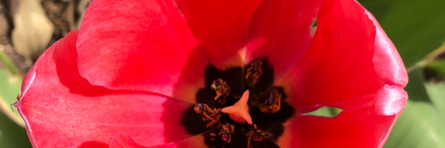 Cover image for post What do I have to offer that is unique?, by alexandrak