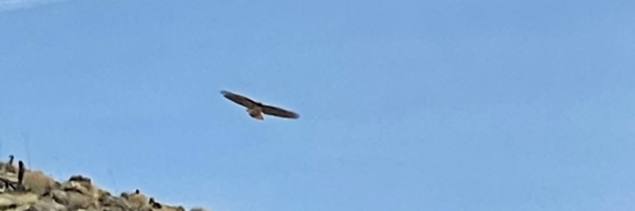 Cover image for post Love does that for you, by JackCharles