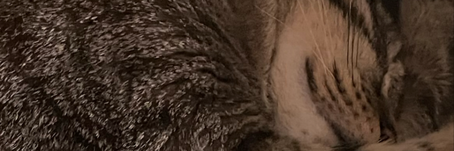 Cover image for post a neutron star death spiral, by chloedotmay