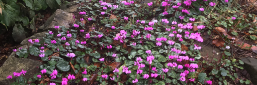 Cover image for post Spring Awakening, by SusanSue