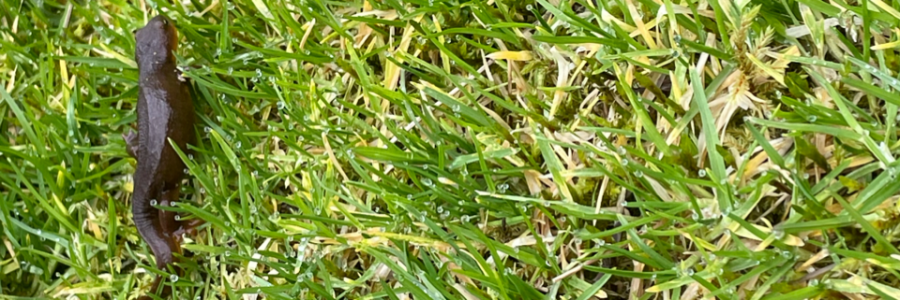 Cover image for post an optimistic guide to dating as a pessimist, by chloedotmay