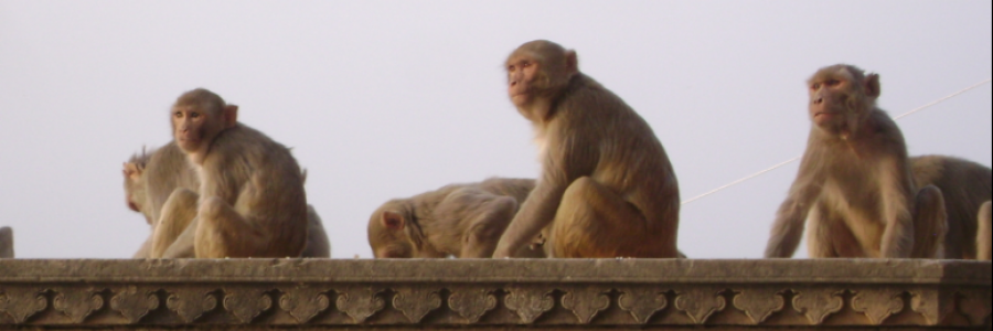 Cover image for post KRISHNA'S  GARDEN, by mollyoleary