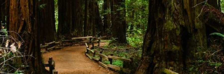 Cover image for post Roses and Lollipops~Goal: To bring feelings and tension to a short scene through senses and description., by Adventurer7