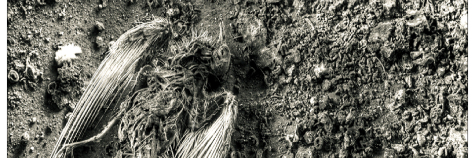 Cover image for post Carcass, by SFG137