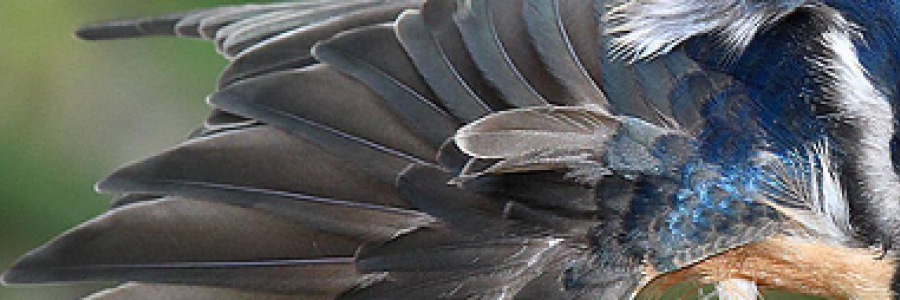 Cover image for post The Last Song, by LenoraHoward