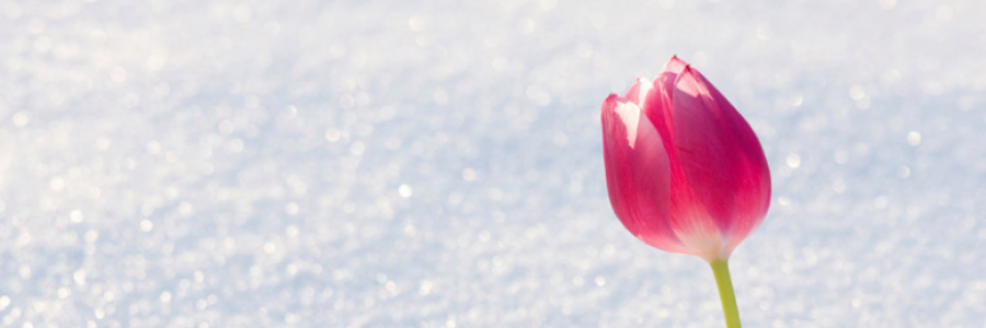 Cover image for post Four Seasons, by saluthibou