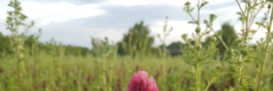 Cover image for post My kind of Bliss., by EllenBest