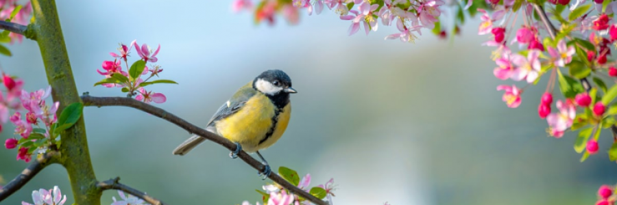 Cover image for post Wafting Joy, by eMan