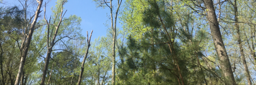 Cover image for post I am Learning From the Trees, by Toy