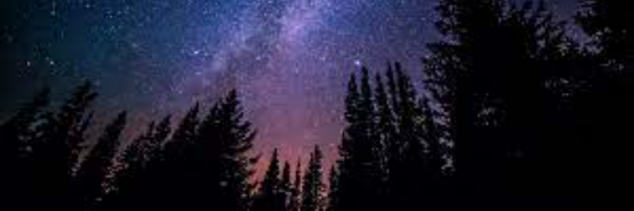 Cover image for post The future?, by Laveenya