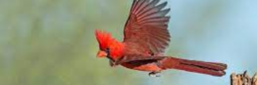 Cover image for post Endless, by sandflea68