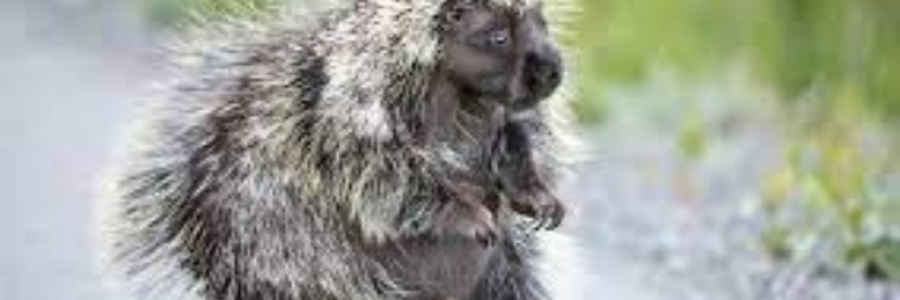 Cover image for post Untitled, by sandflea68