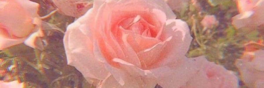 Cover image for post Bloom., by champagnekitty