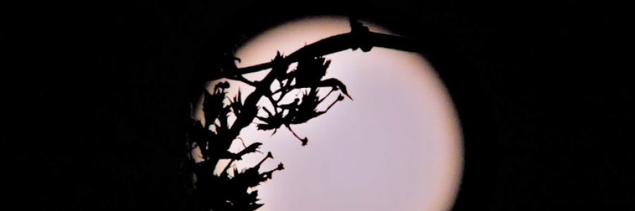 Cover image for post Wonderful Creature, by CynthiaCalder