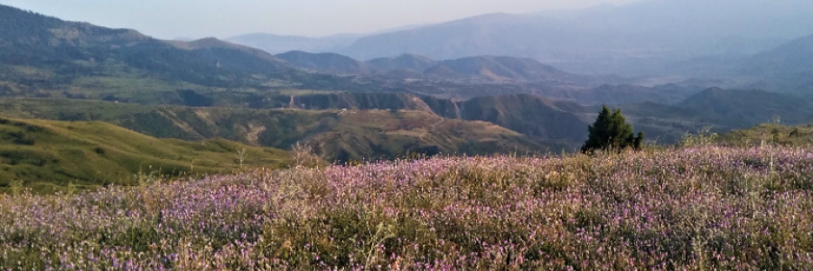 Cover image for post Heather of the Moors, by CynthiaCalder