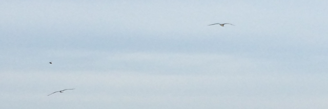 Cover image for post Untitled, by Rev_Frenchie