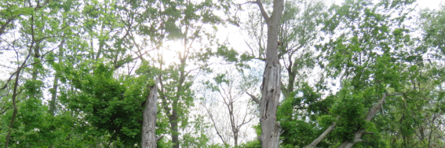 Cover image for post The Fall, by LexiCon