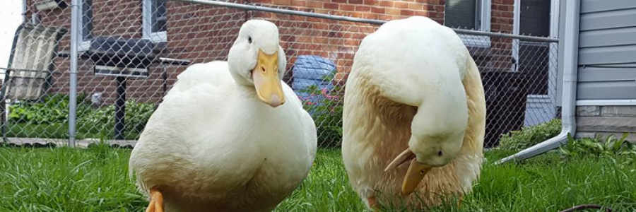 Cover image for post Kindness, by Plexiglassfruit