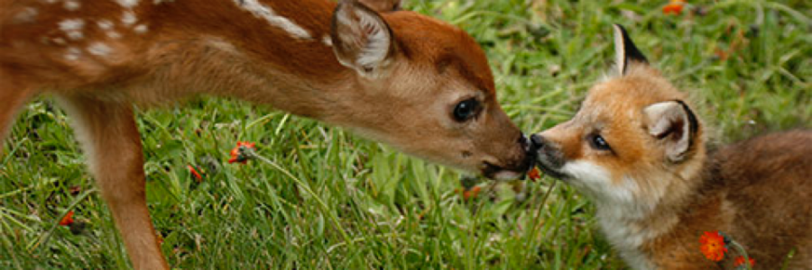 Cover image for post The pasture scene, by Vyxyn