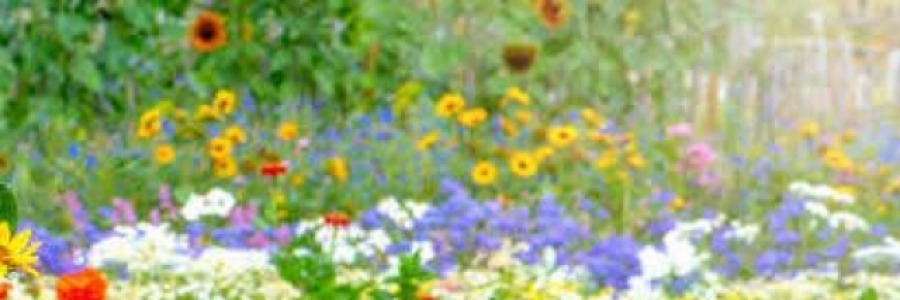 Cover image for post Selfish Garden, by isalittlebroken