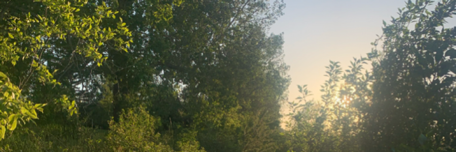 Cover image for post June, by DaniciaTari