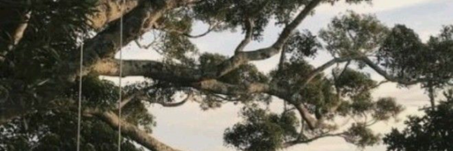 Cover image for post Untitled, by champagnekitty