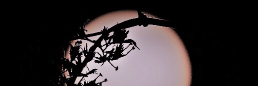 Cover image for post Wonderful Creature, by CynthiaCalder