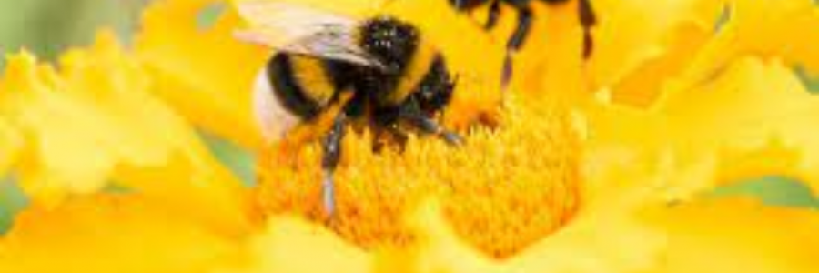 Cover image for post Bees Please, by sandflea68