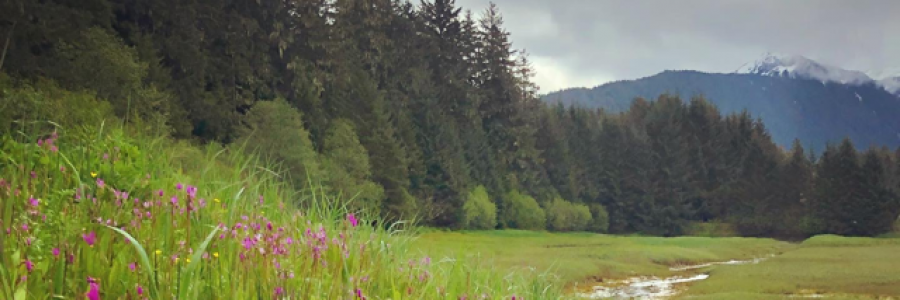 Cover image for post Forest Child, by northernlight