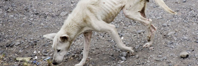 Cover image for post I'm A Stray ..., by LillyZ