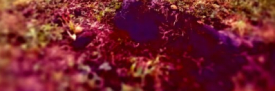 Cover image for post What be the King, if not for his Queen, by Sjkelly