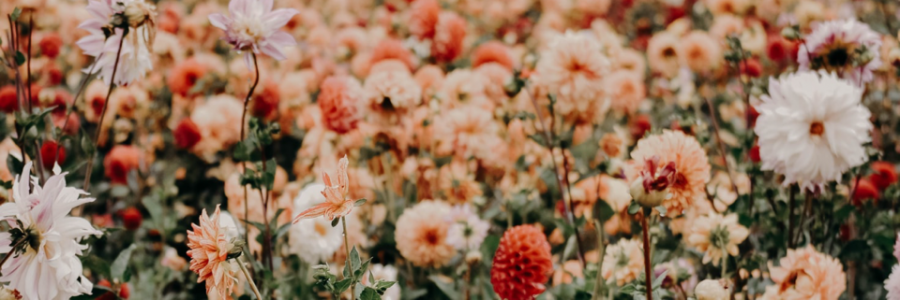 Cover image for post Blooming Aura, by Kiarac8