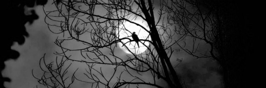 Cover image for post The Allure of Moonlight, by CynthiaCalder