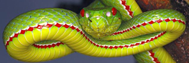 Cover image for post Untitled, by sandflea68