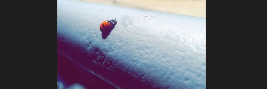 Cover image for post The Giver, by Shaniece