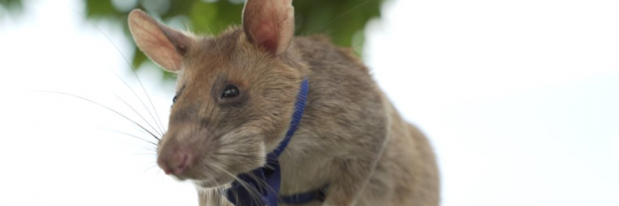 Cover image for post is it vermin or hero?, by Plexiglassfruit